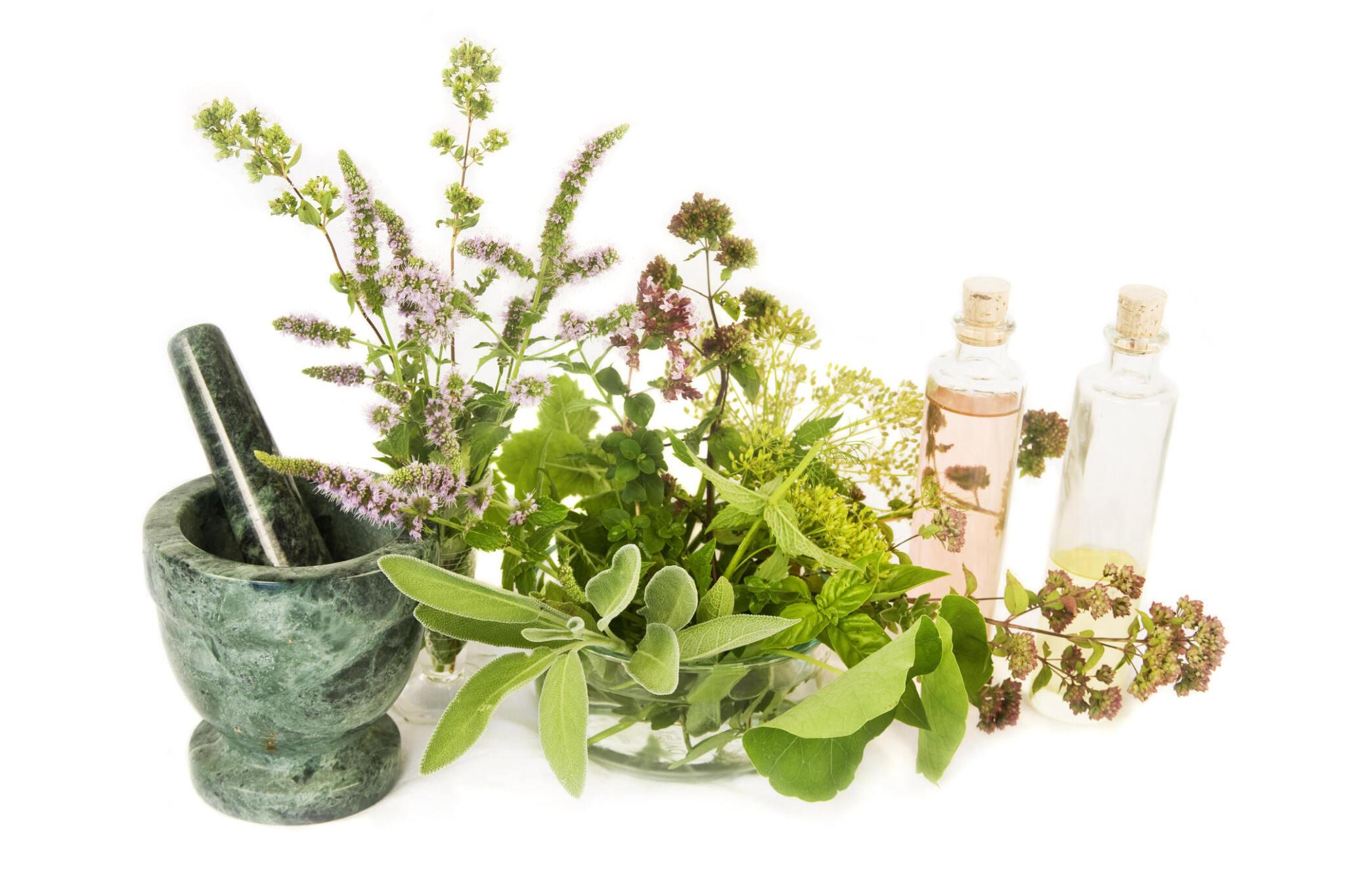 Guide De Culture Des Herbes Aromatiques Dans Votre Jardin
